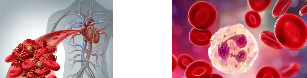 Cnidium Monnieri Extract Cnidium Monnieri Extract