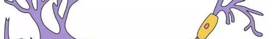 Pumpkin Seed Protein Powder Pumpkin Seed Protein Powder