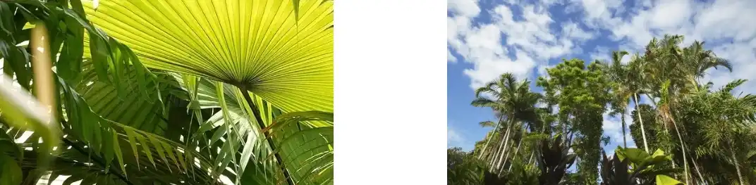 Loquat Leaf Extract Powder