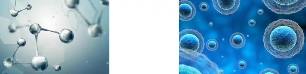 Loquat Leaf Powder Loquat Leaf Powder