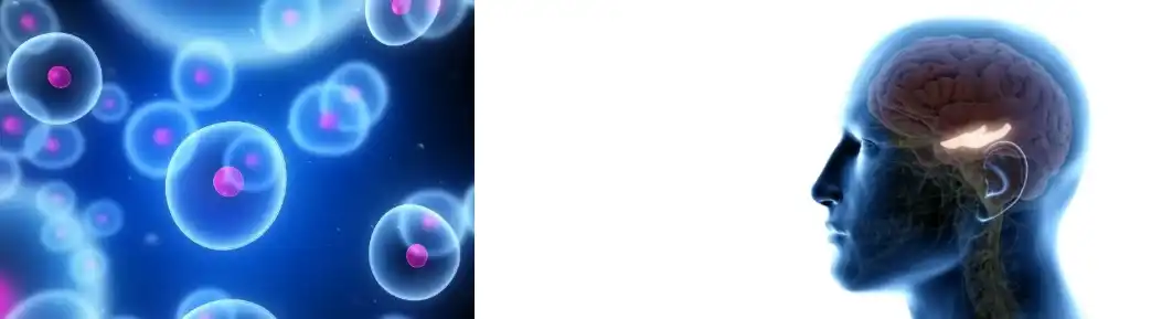 Passionflower Powder Passionflower Powder