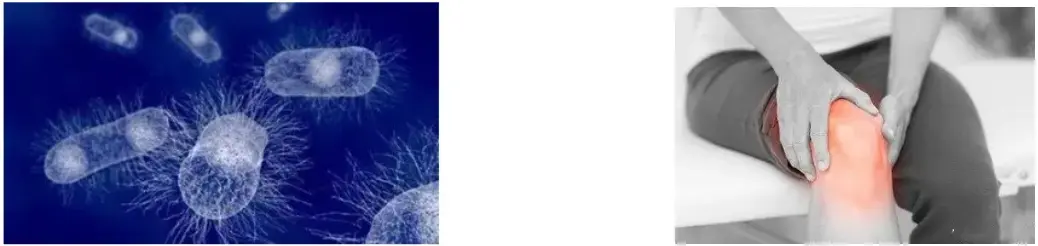 Rhubarb Root Extract Powder