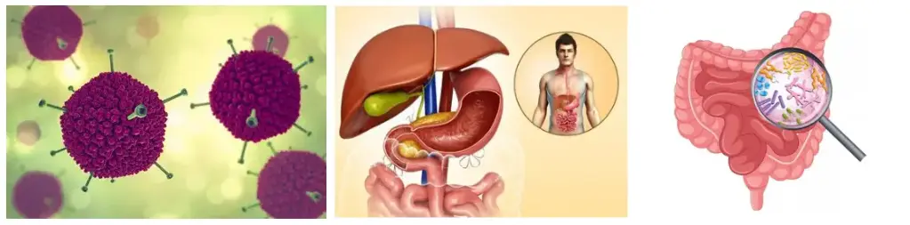 Rhubarb Root Extract Powder