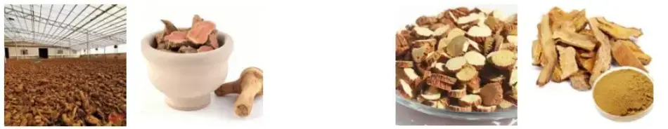 Rhubarb Root Extract Powder Rhubarb Root Extract Powder