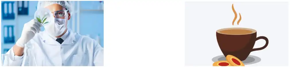 Green Tea Extract Powder Green Tea Extract Powder