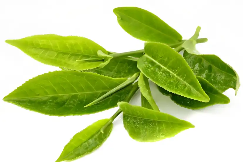 Green Tea Extract Powder Green Tea Extract Powder