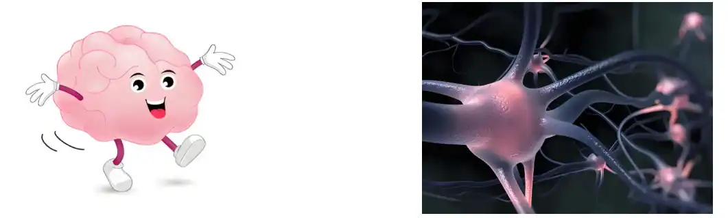 Lion's Mane Mushroom Extract Lion's Mane Mushroom Extract