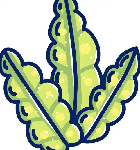 Fucoidan Powder Fucoidan Powder