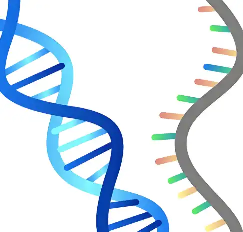 Fucoidan Powder suppliers Fucoidan Powder suppliers