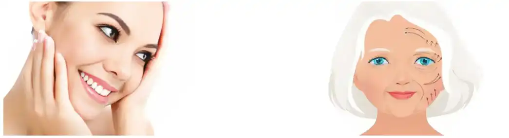 Resveratrol Powder Resveratrol Powder