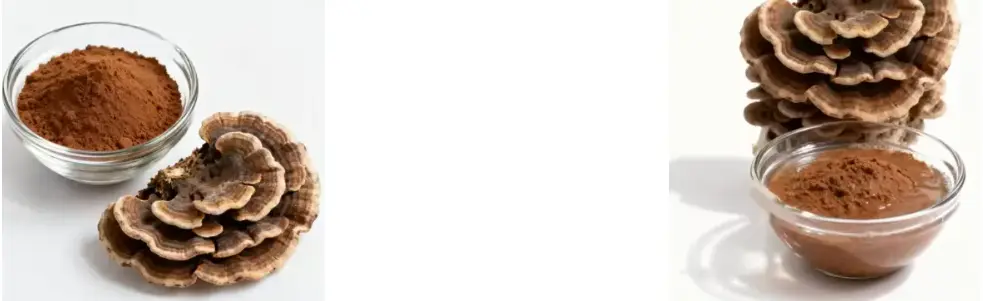 Coriolus Versicolor Extract