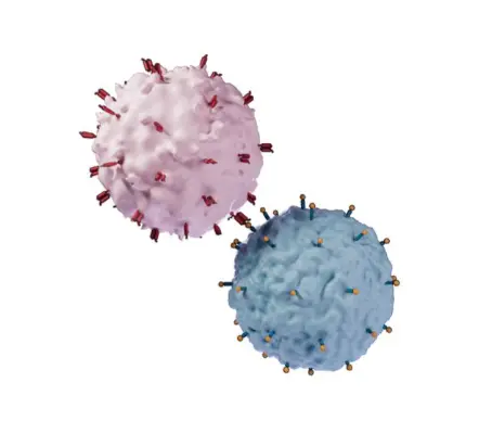 Coriolus Versicolor Extract Coriolus Versicolor Extract