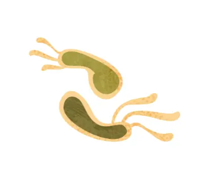 Almond Protein Powder