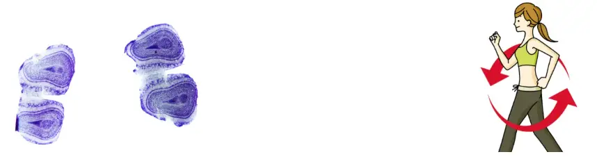 Agrocybe Aegerita Extract Agrocybe Aegerita Extract