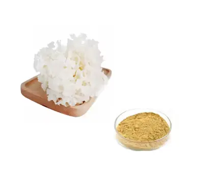 Sparassis Crispa Extract Sparassis Crispa Extract