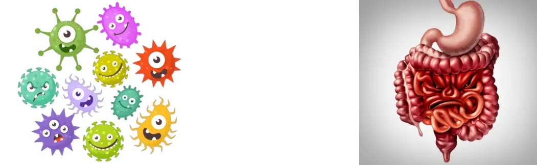 Sparassis Crispa Extract