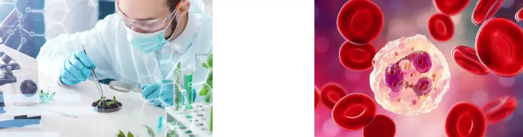 Flammulina Velutipes Extract Flammulina Velutipes Extract