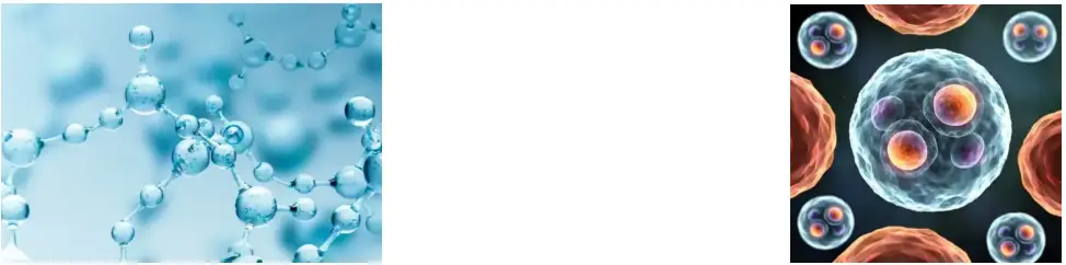 Rice Protein Peptide Rice Protein Peptide