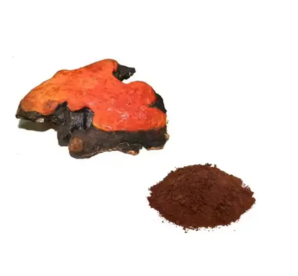 Antrodia Camphorata Extract Antrodia Camphorata Extract