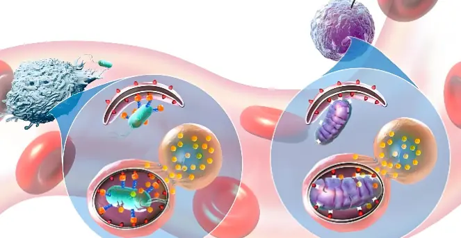 Marasmius Androsaceus Extract