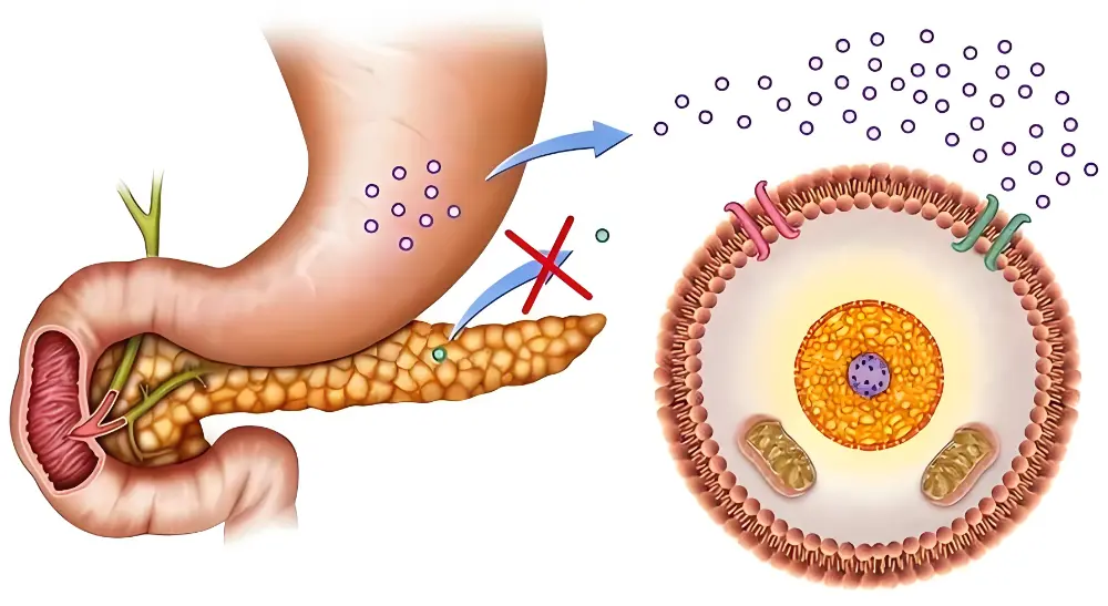 Oyster Mushroom Extract Oyster Mushroom Extract