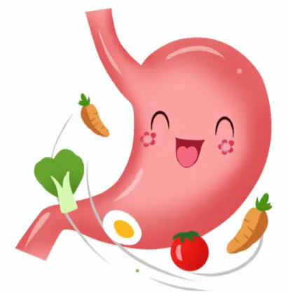 Artichoke Extract Powder Artichoke Extract Powder