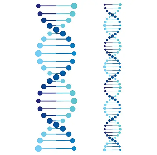 Saw Palmetto Extract