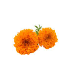 Lutein Powder - Image 2