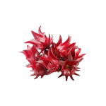 Rhodiola Rosea Extract