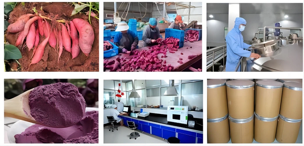 Low-temperature dehydration process flowchart for purple sweet potatoes