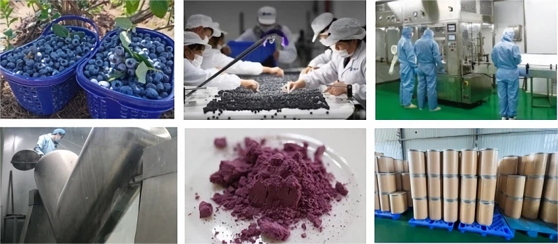 Spray drying process flowchart for blueberry powder production