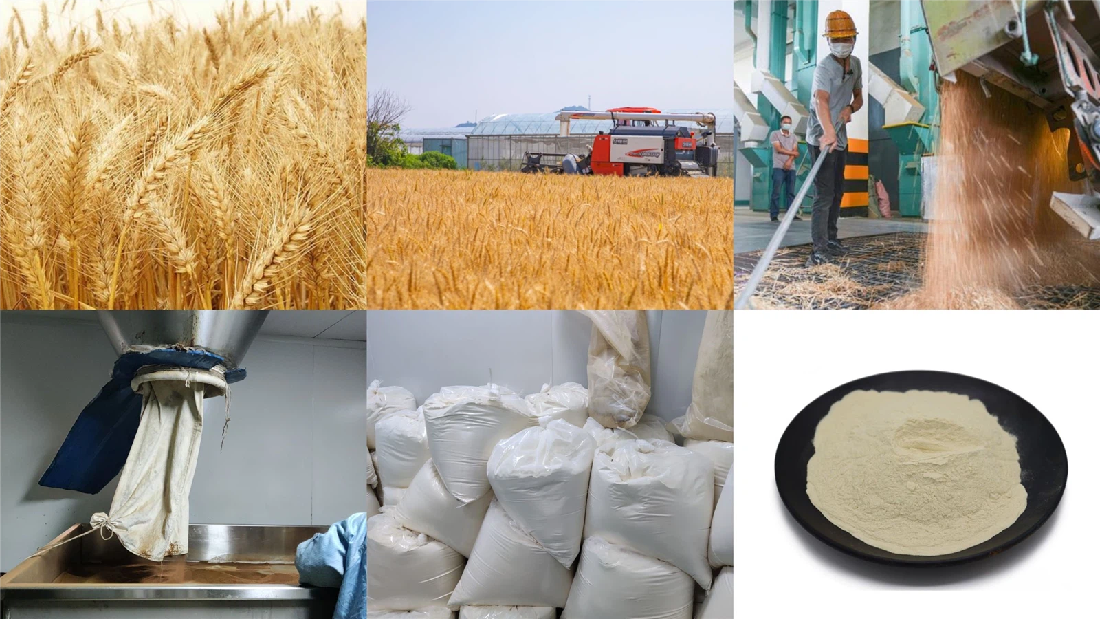 Wet separation process flowchart for wheat gluten protein production
