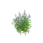 Medicago sativa leaves macro photography in organic field