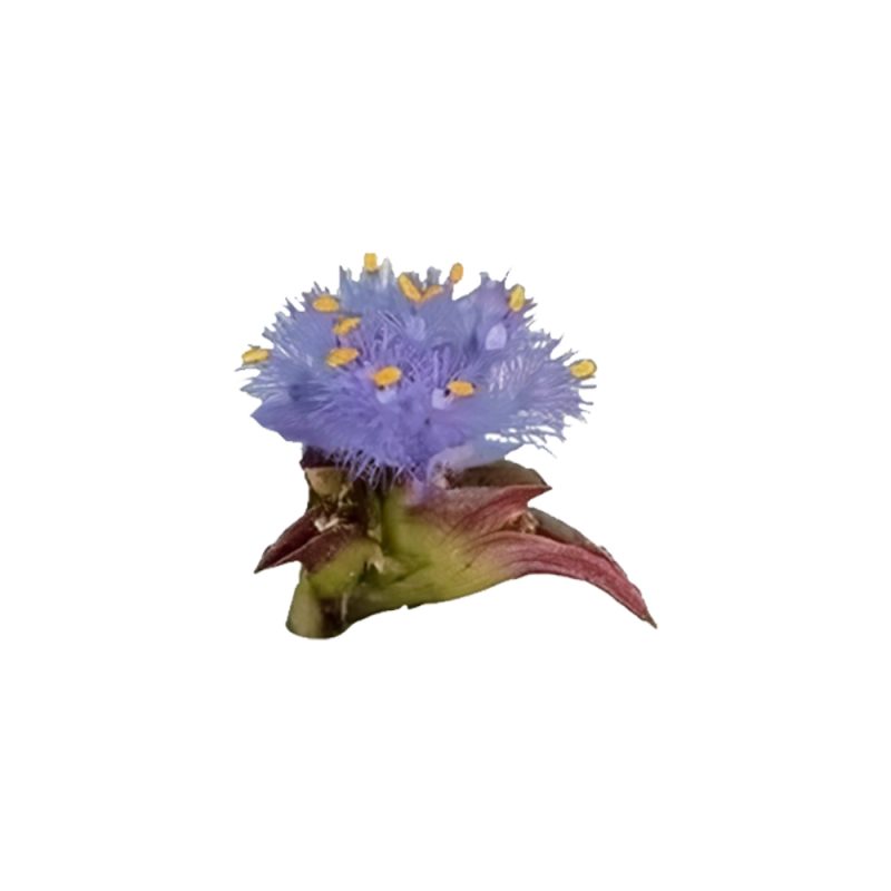 Spinacia oleracea plant source macro photography