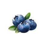 Vaccinium corymbosum fresh blueberry fruit macro photography