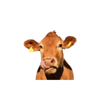 Grass-fed cattle hides macro photography for collagen source