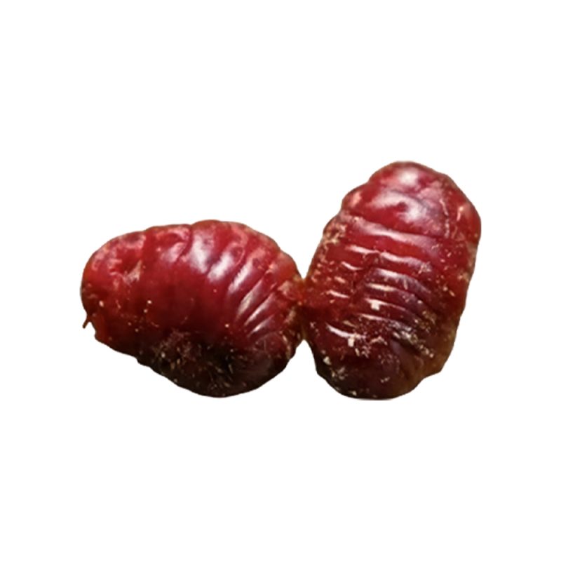 Dactylopius coccus dried insect macro photography