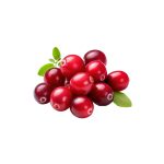 Vaccinium macrocarpon fresh cranberry fruit macro photography
