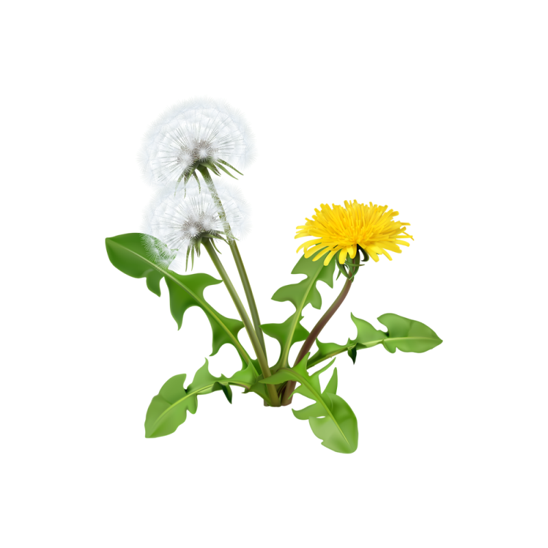 Taraxacum officinale roots and leaves macro photography
