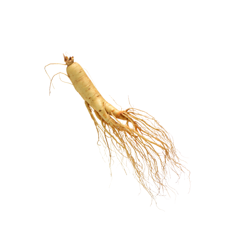 Panax ginseng roots macro photography