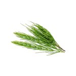 Equisetum arvense fresh aerial stem macro photography
