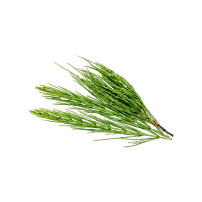 Equisetum arvense fresh aerial stem macro photography