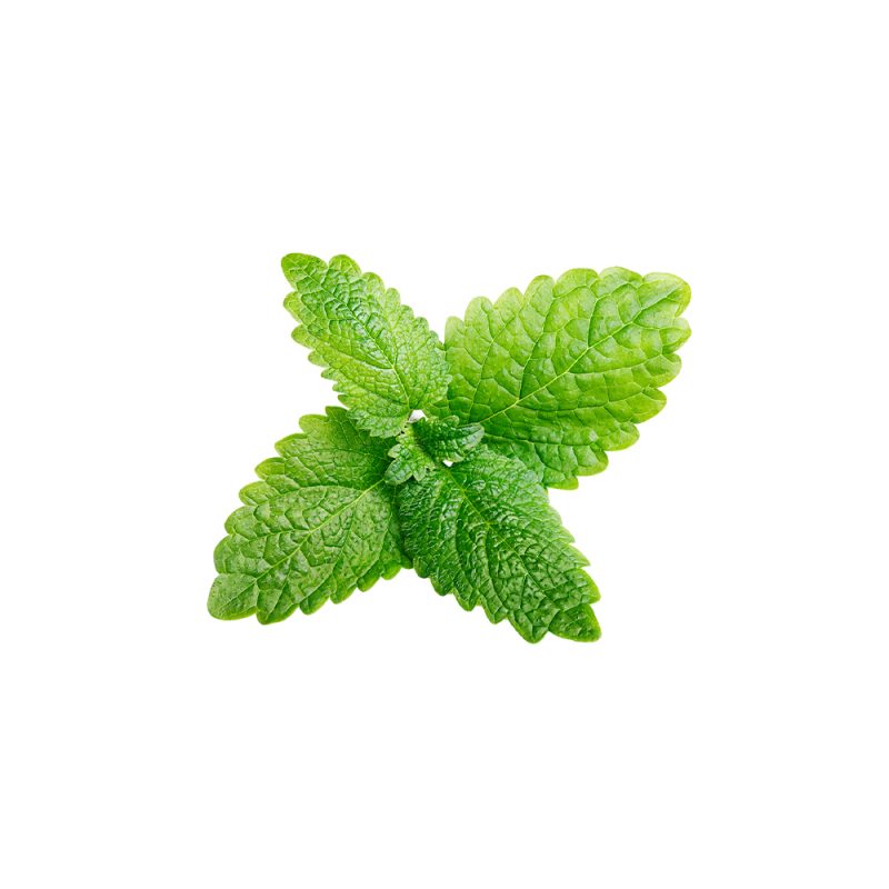 Melissa officinalis fresh lemon balm leaf macro photography