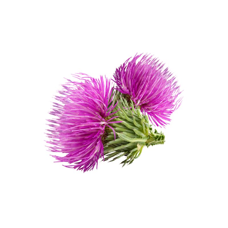 Silybum marianum seed macro photography