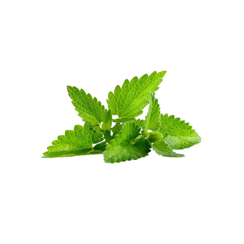 Urtica dioica stinging nettle fresh leaf macro photography