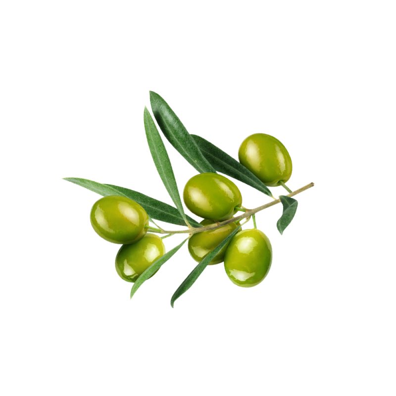 Olea europaea fresh olive leaf macro photography
