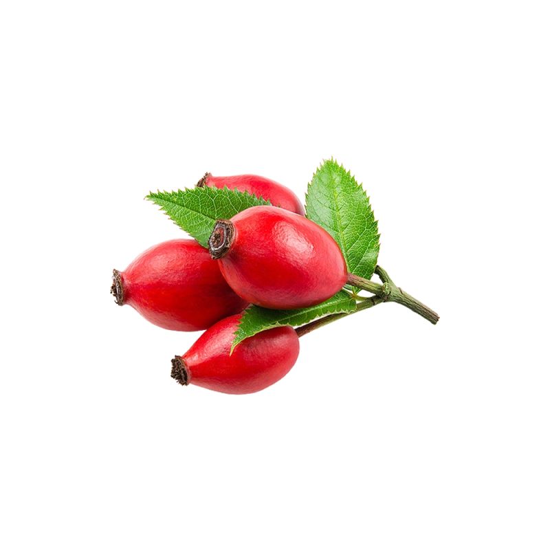 Rosa canina fresh rosehip pseudocarp macro photography