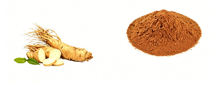 Spray drying transformation of Dong Quai Extract Powder into powder