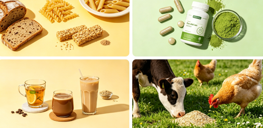 Dandelion Powder application in food, supplement, and beverage industries