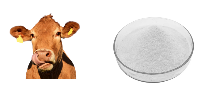 Bulk Bovine Collagen Powder packaged in fiber drums
